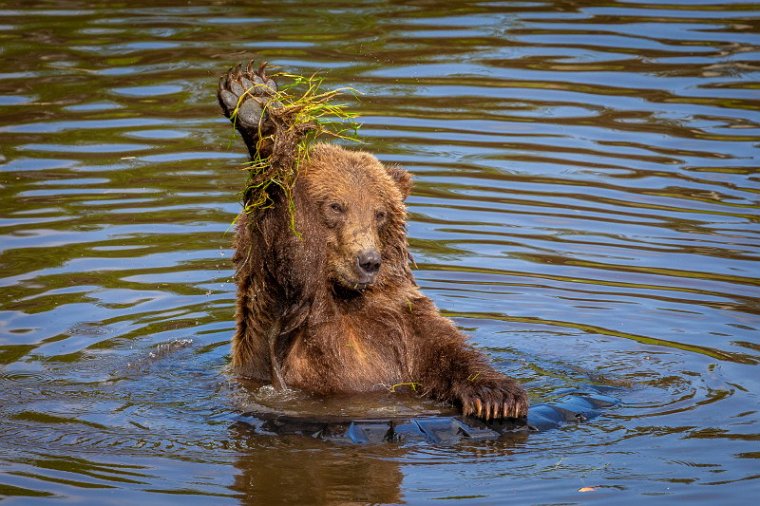 001 Sitka, Fortress of the Bear, bruine beer.jpg